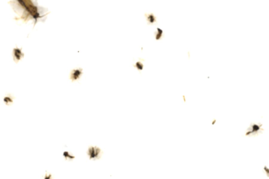 Image 102